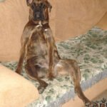 Boxer Dog on a Couch