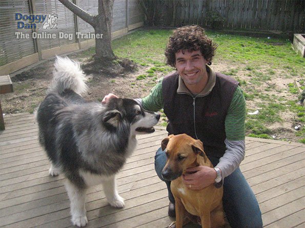 Online Dog Trainer Doggy Dan with Dogs