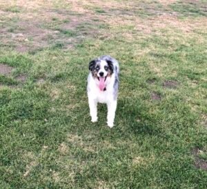 Blue Merle Austrailian Shepherd